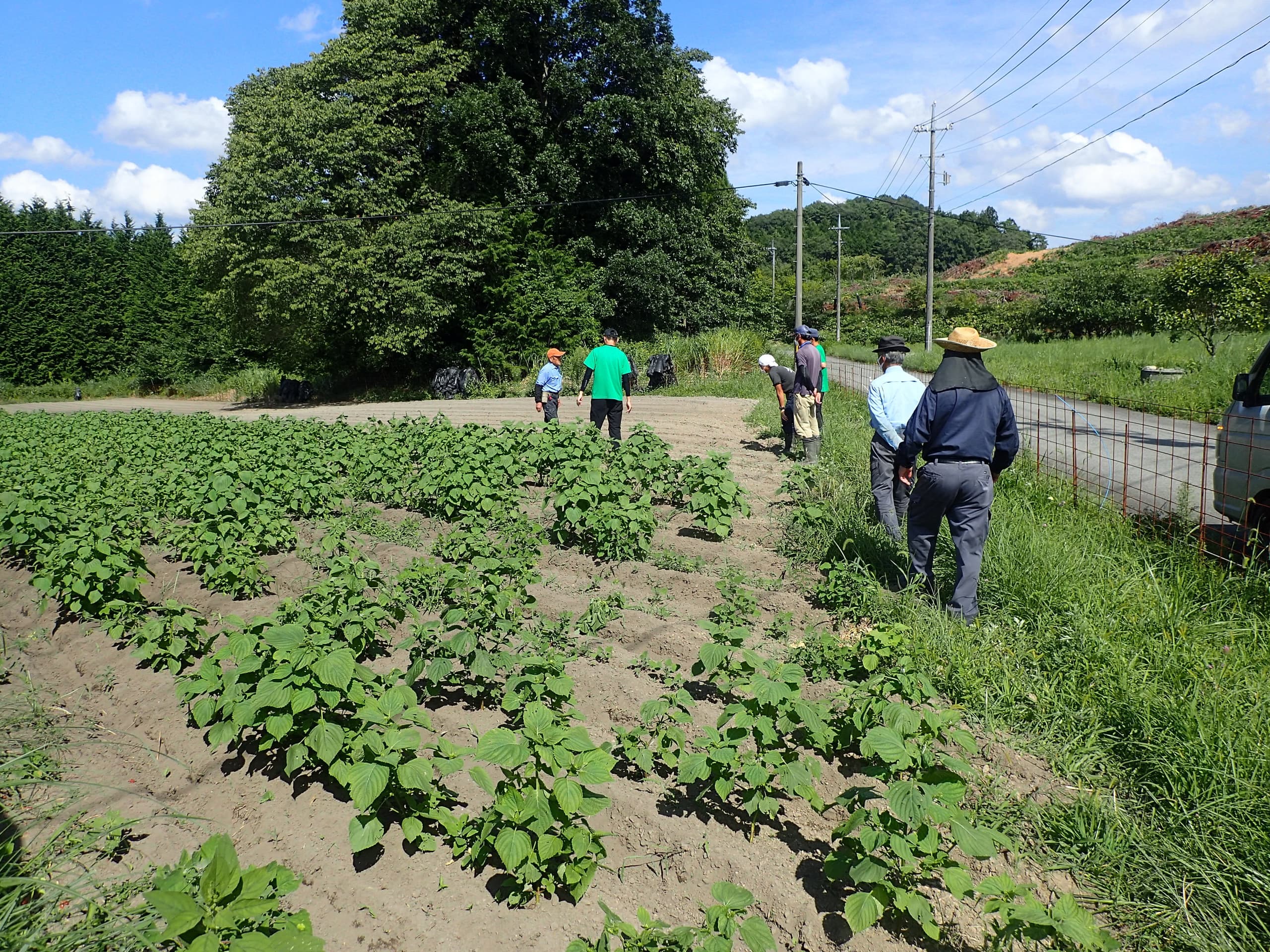生産者圃場巡回調査
